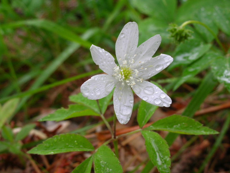 Anemonoides trifolia / Anemone trifogliato